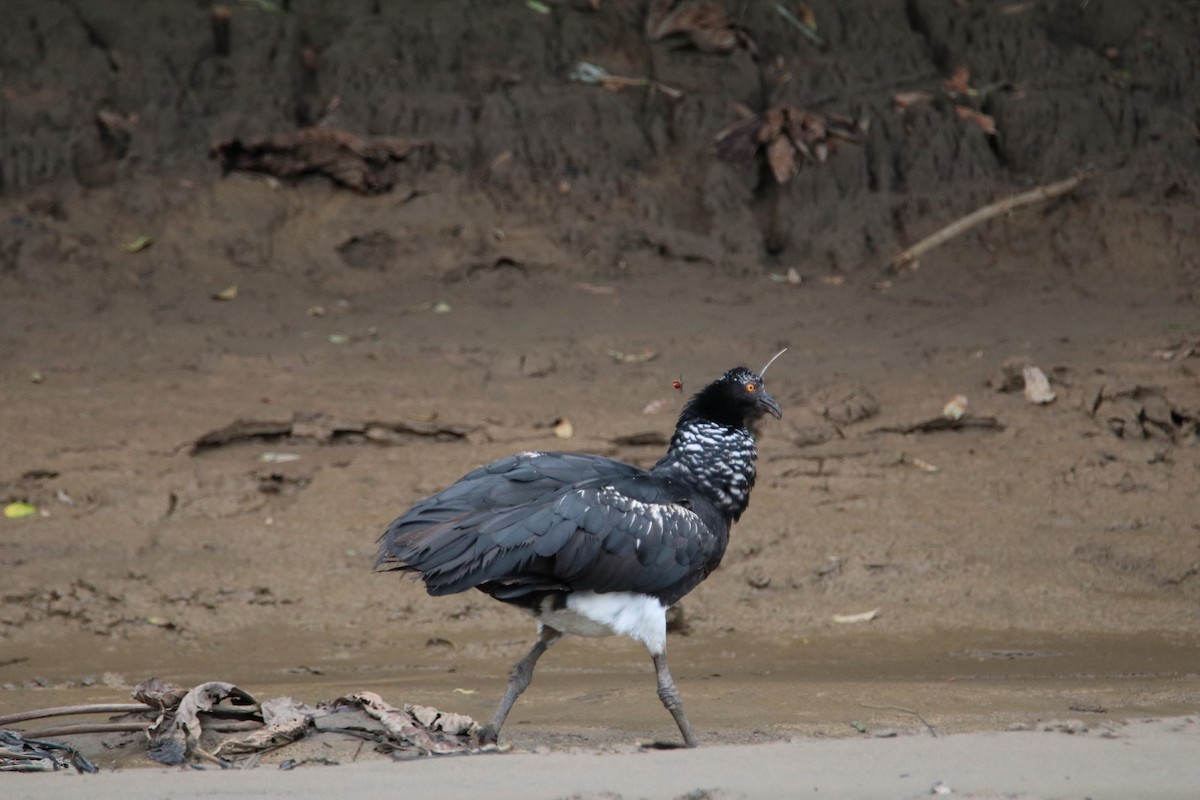 Horned Screamer - ML645069550