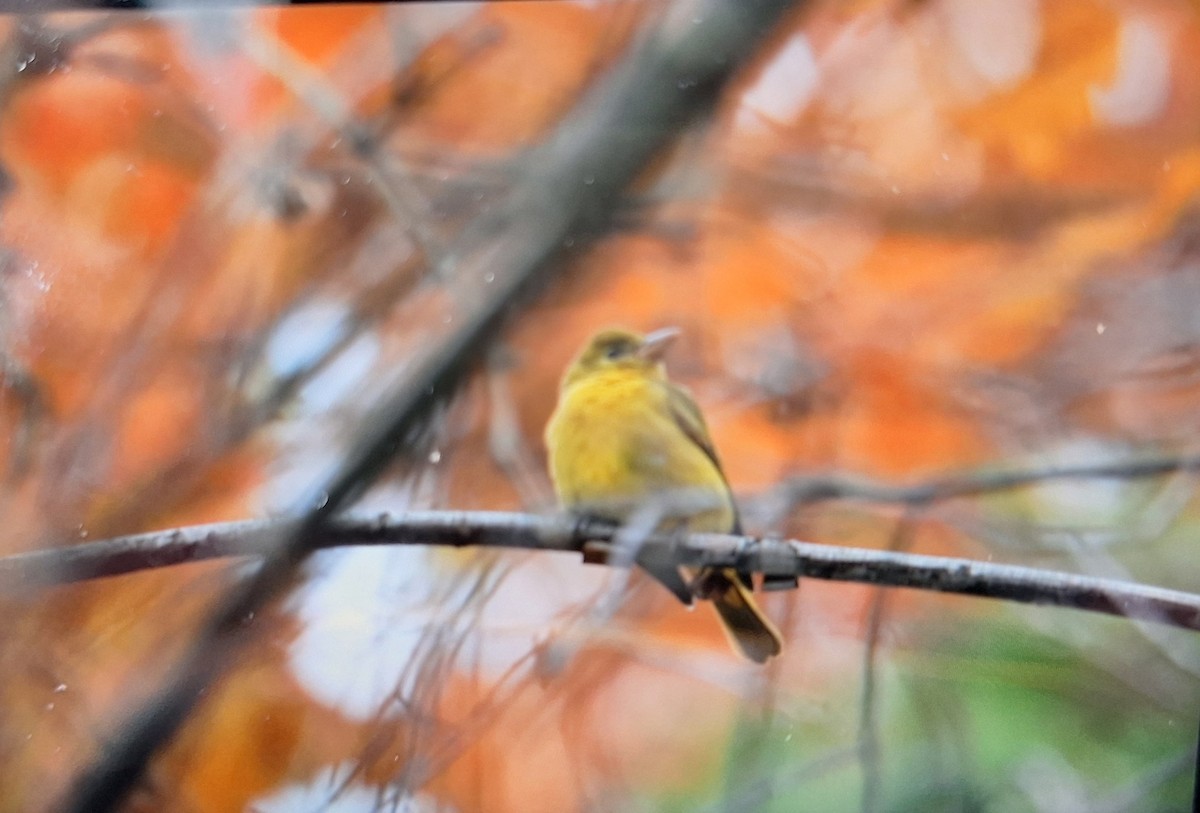 Summer Tanager - ML645069551