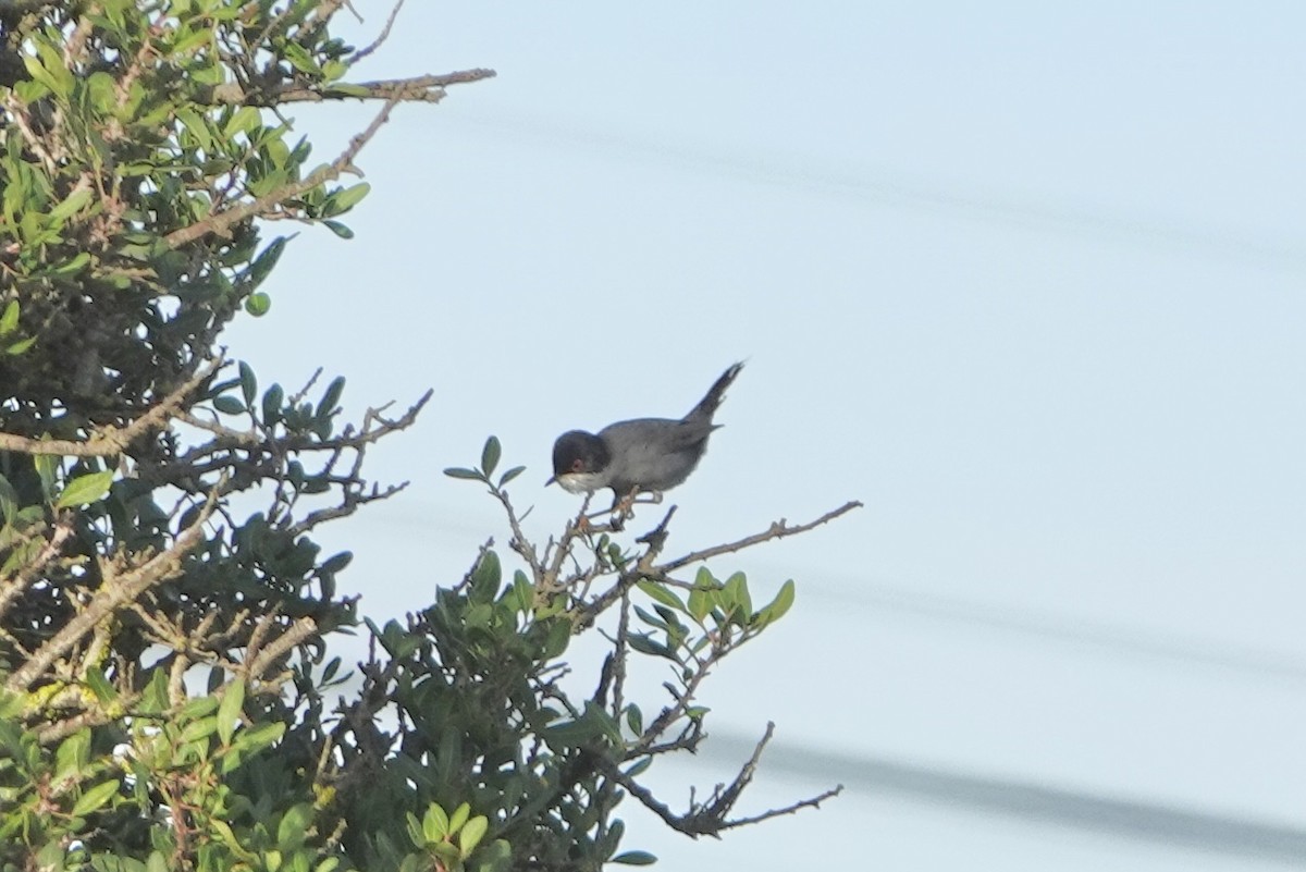 Sardinian Warbler - ML645069555