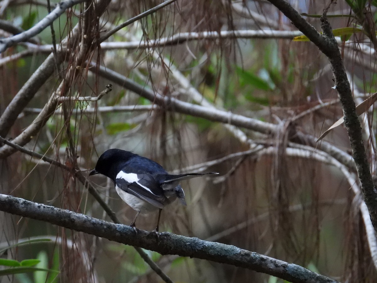 Madagascar Magpie-Robin - ML645069556