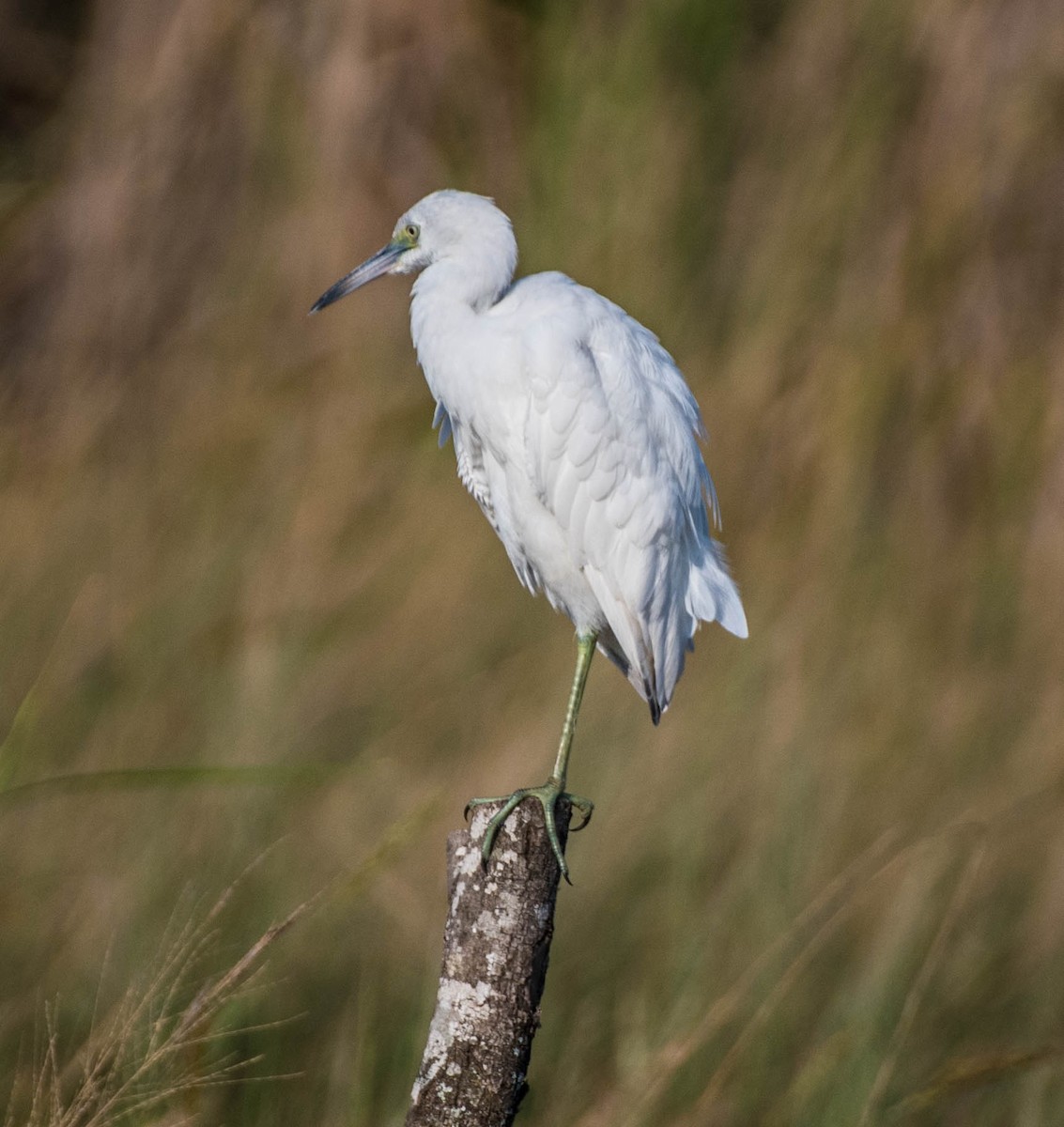 Little Blue Heron - ML645069570