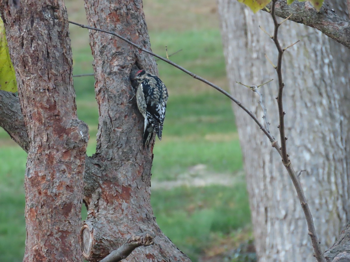 datel rudohrdlý - ML645069576