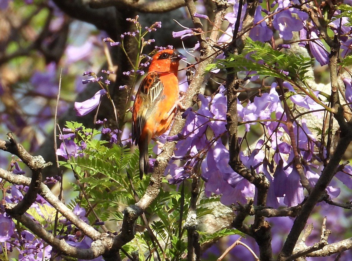 Red Fody - ML645069591