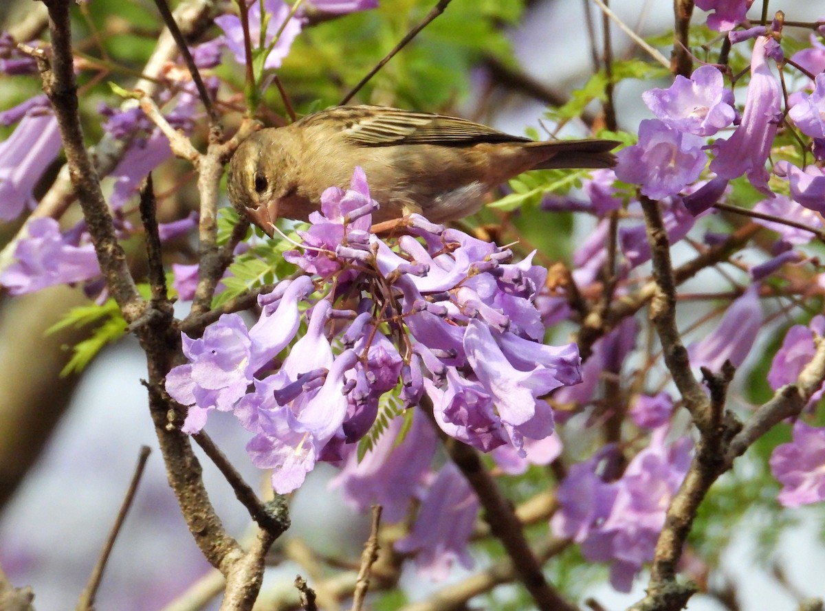Red Fody - ML645069592