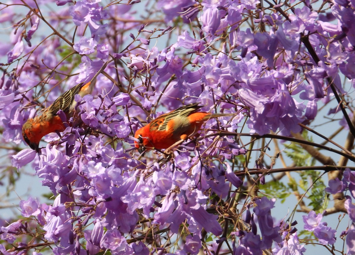 Red Fody - ML645069593