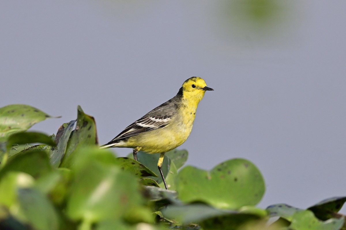 黃頭鶺鴒 - ML645069606