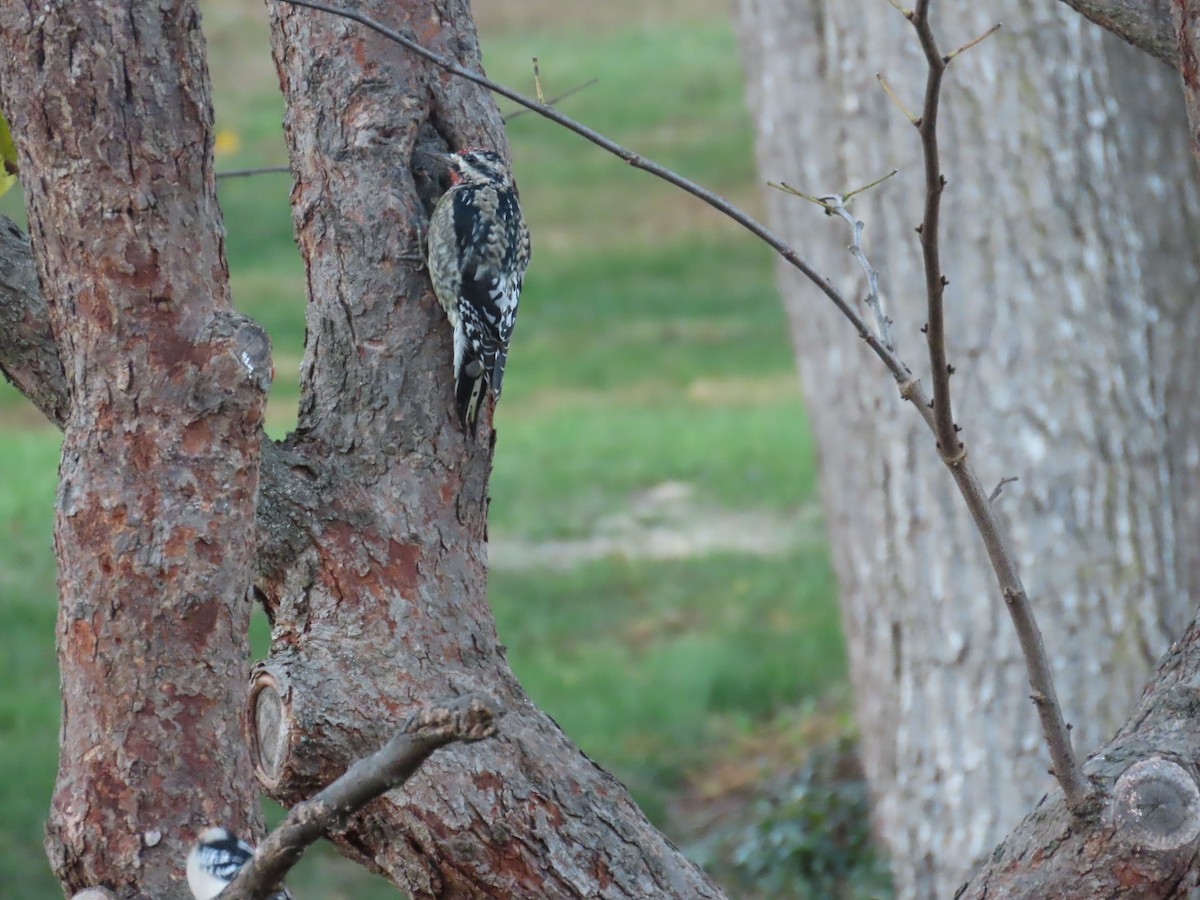 datel rudohrdlý - ML645069611