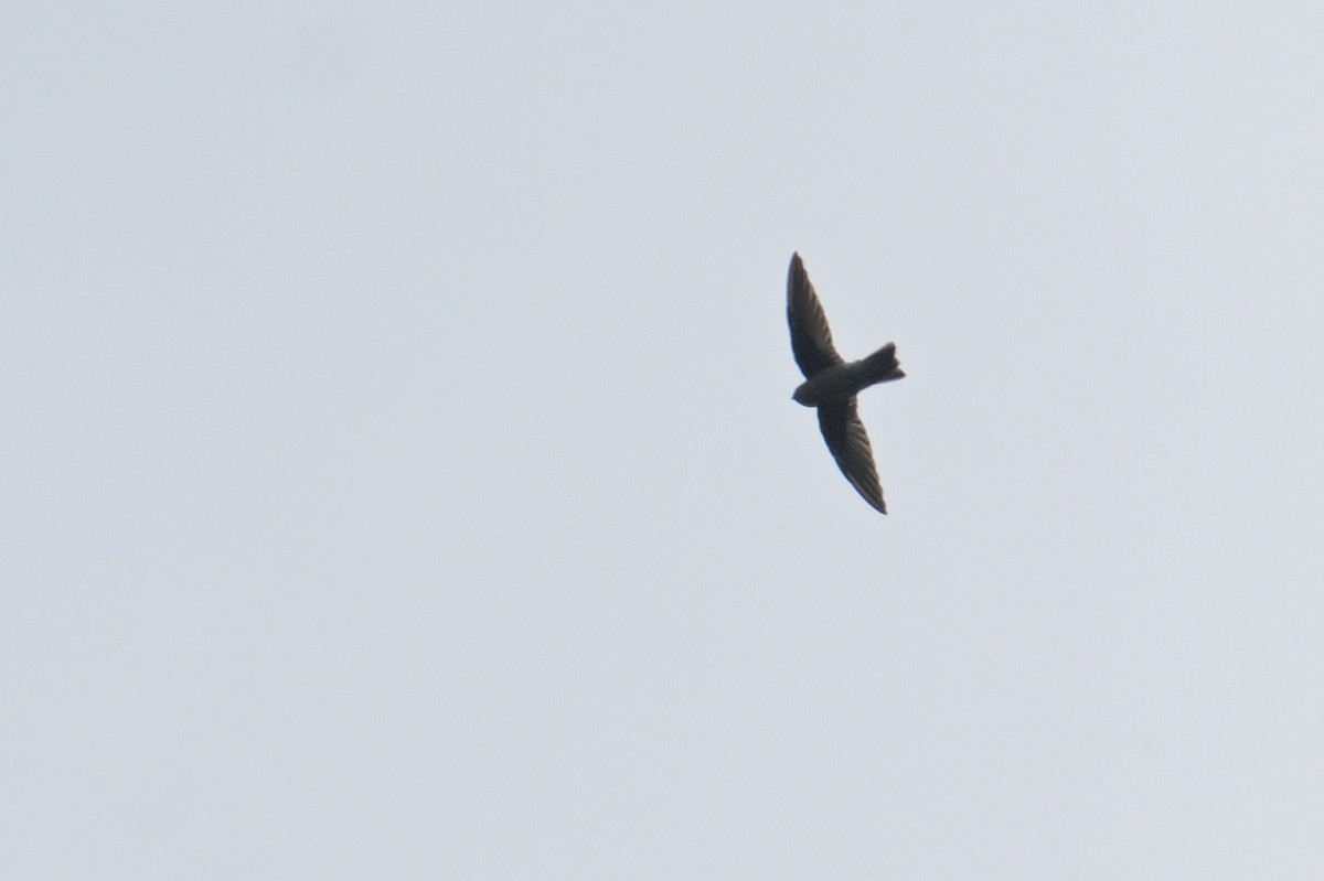 salangana světlebřichá - ML645069617