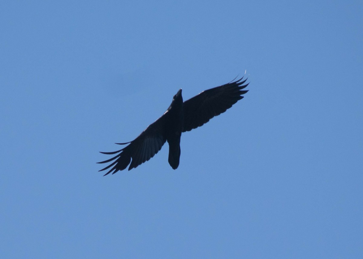 Common Raven - ML645069632
