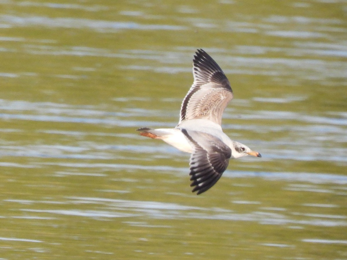 Mediterranean Gull - ML645069641