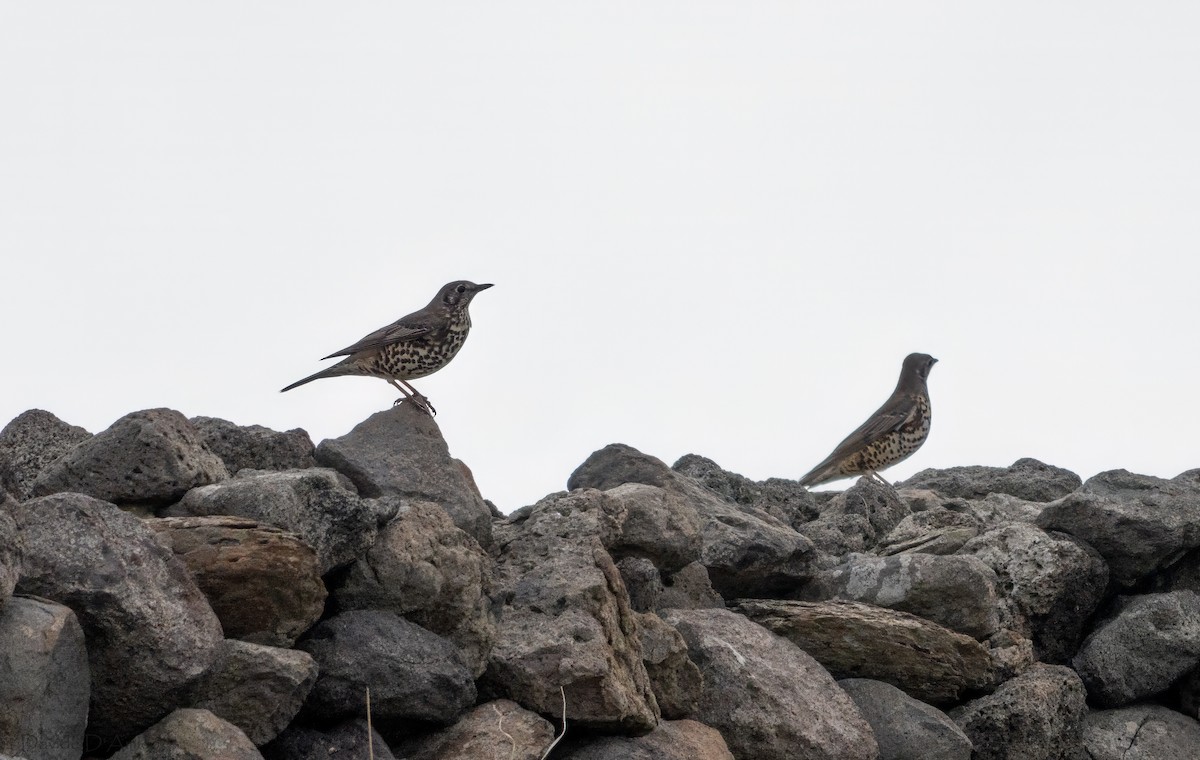 槲鶇 - ML645069655