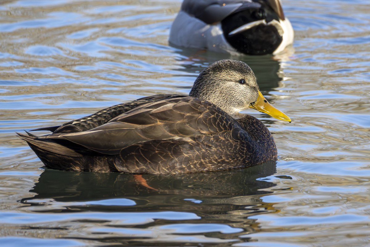 rødfotand - ML645069676