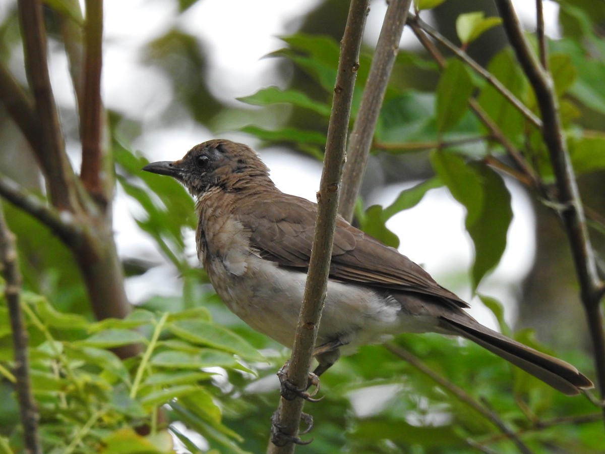 Black-billed Thrush - ML645069680