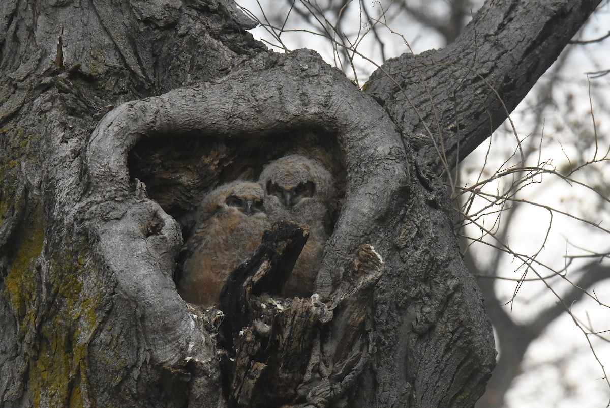 Great Horned Owl - ML645069682