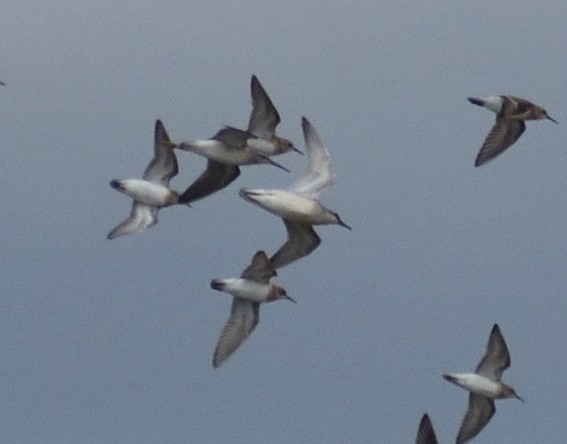 Red Knot - ML645069685