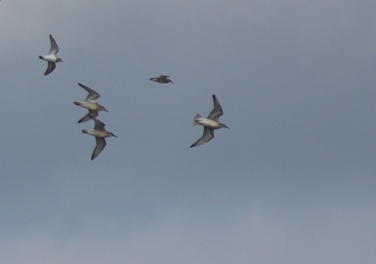 Red Knot - ML645069686