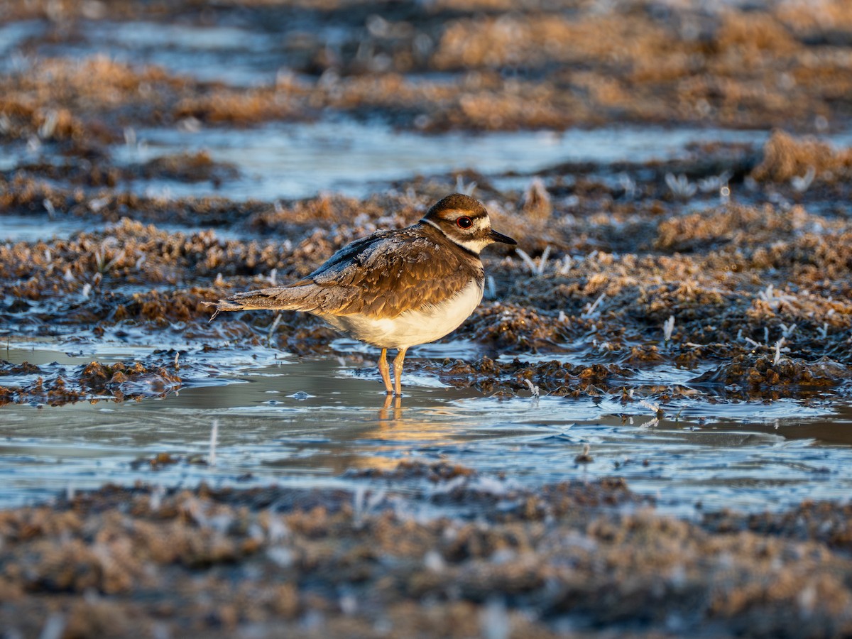 Killdeer - ML645069691
