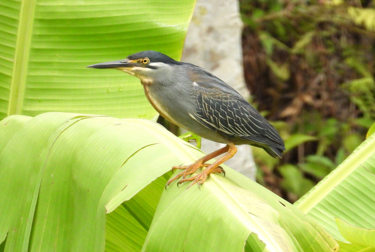 Little Heron - ML645069692