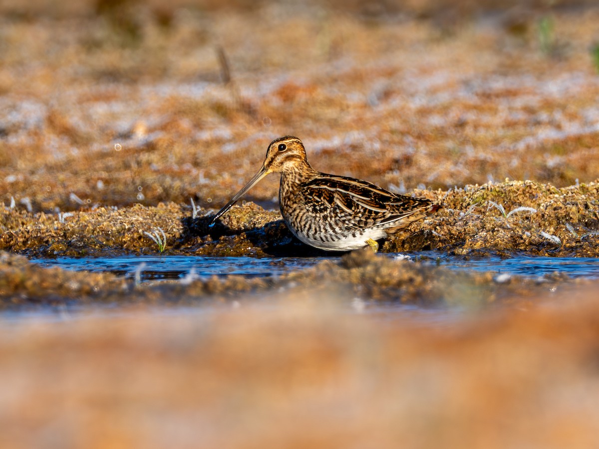 Wilson's Snipe - ML645069696
