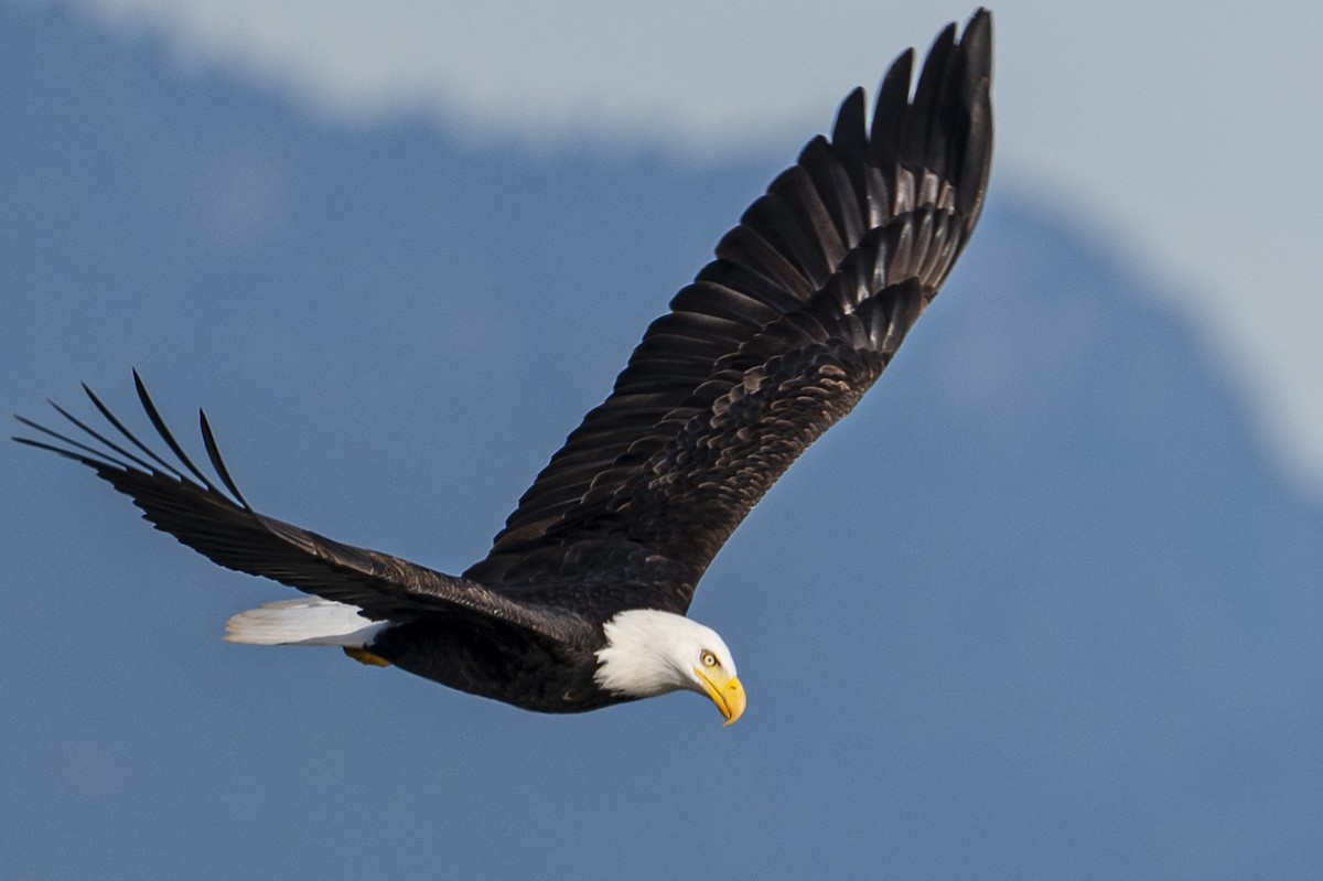 Bald Eagle - ML645069697