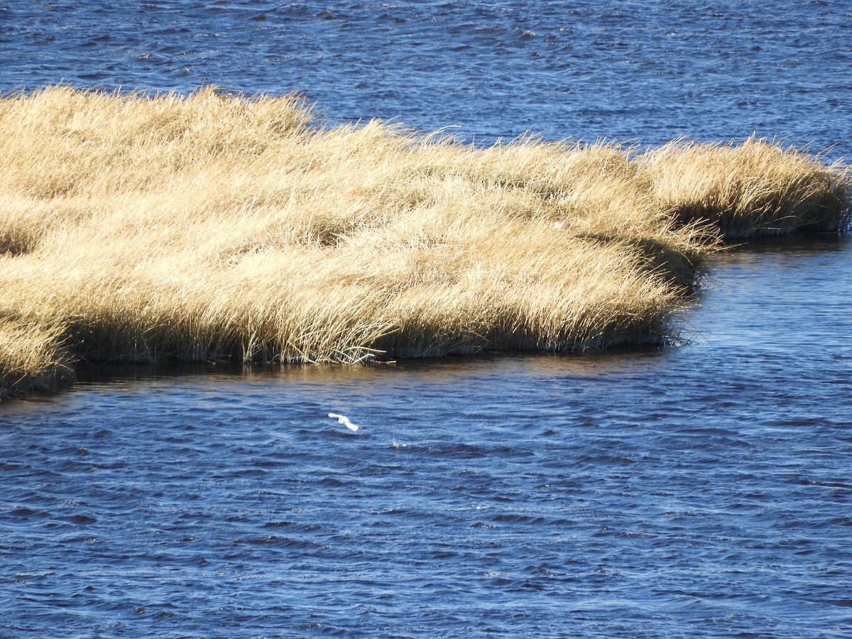 Mouette des Andes - ML645069707