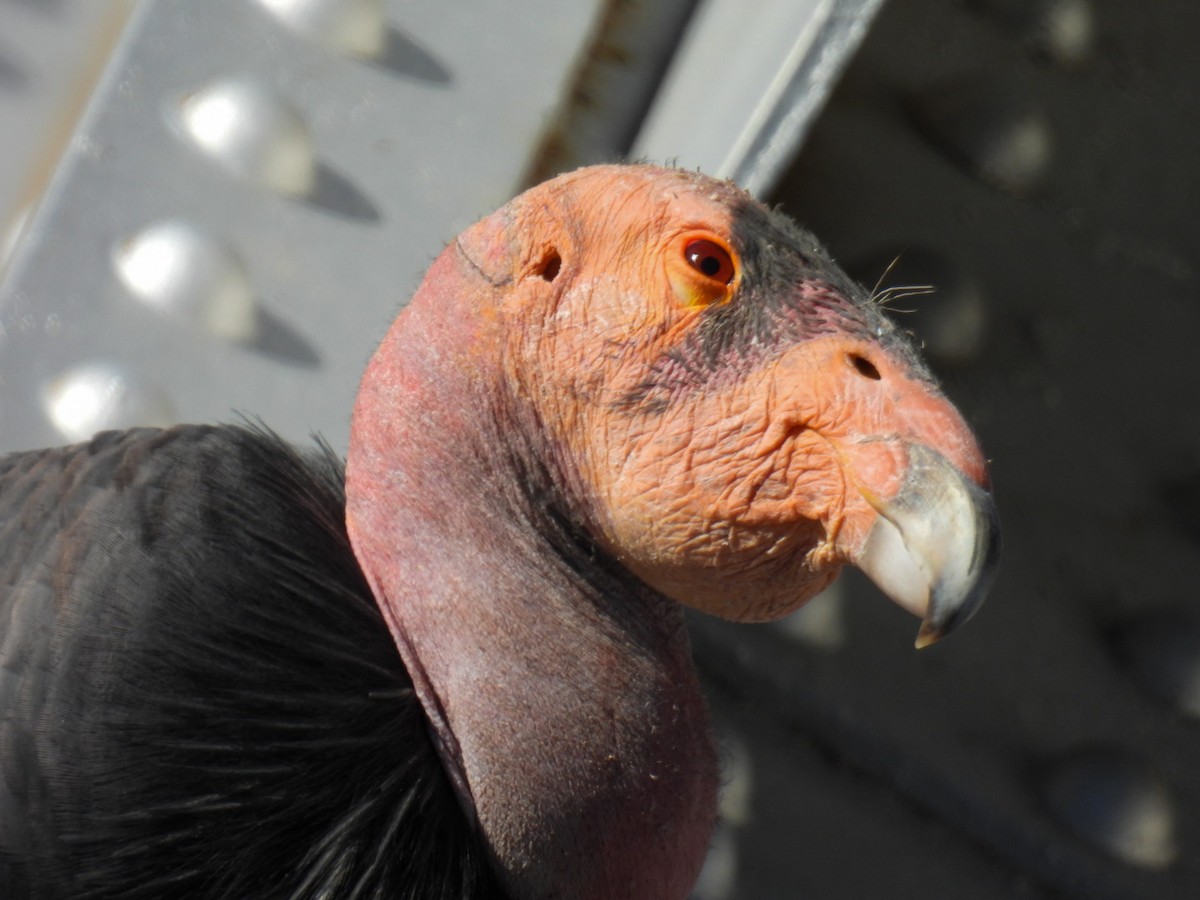 California Condor - ML645069709