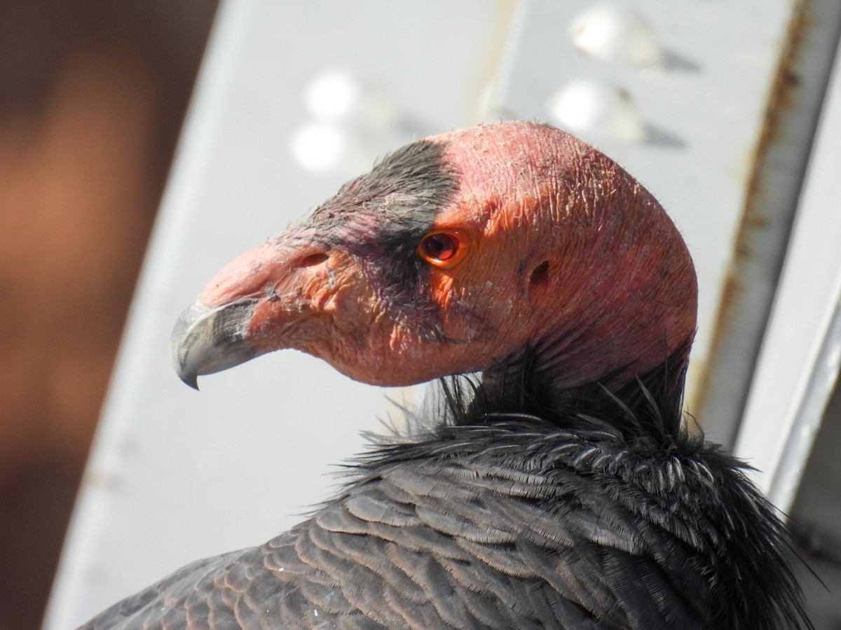California Condor - ML645069710