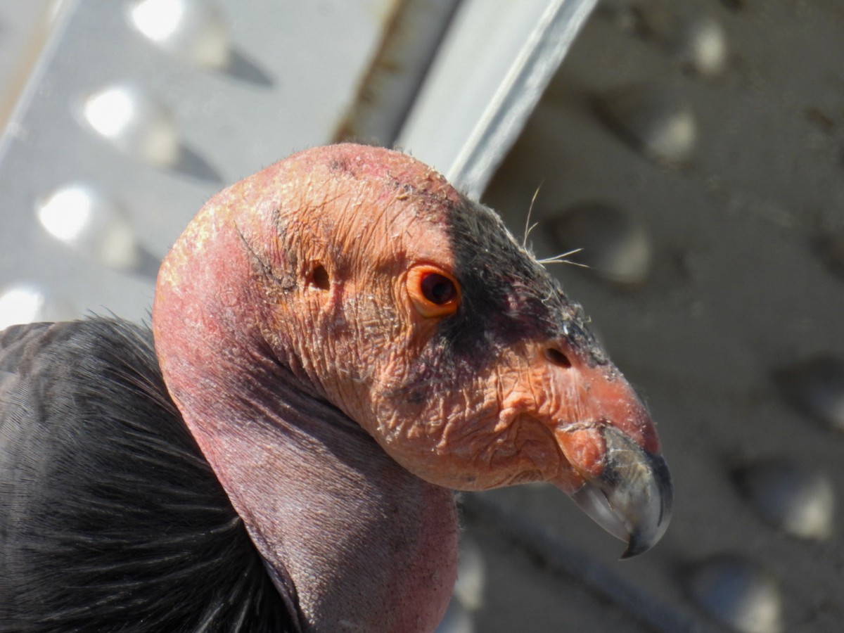 California Condor - ML645069711