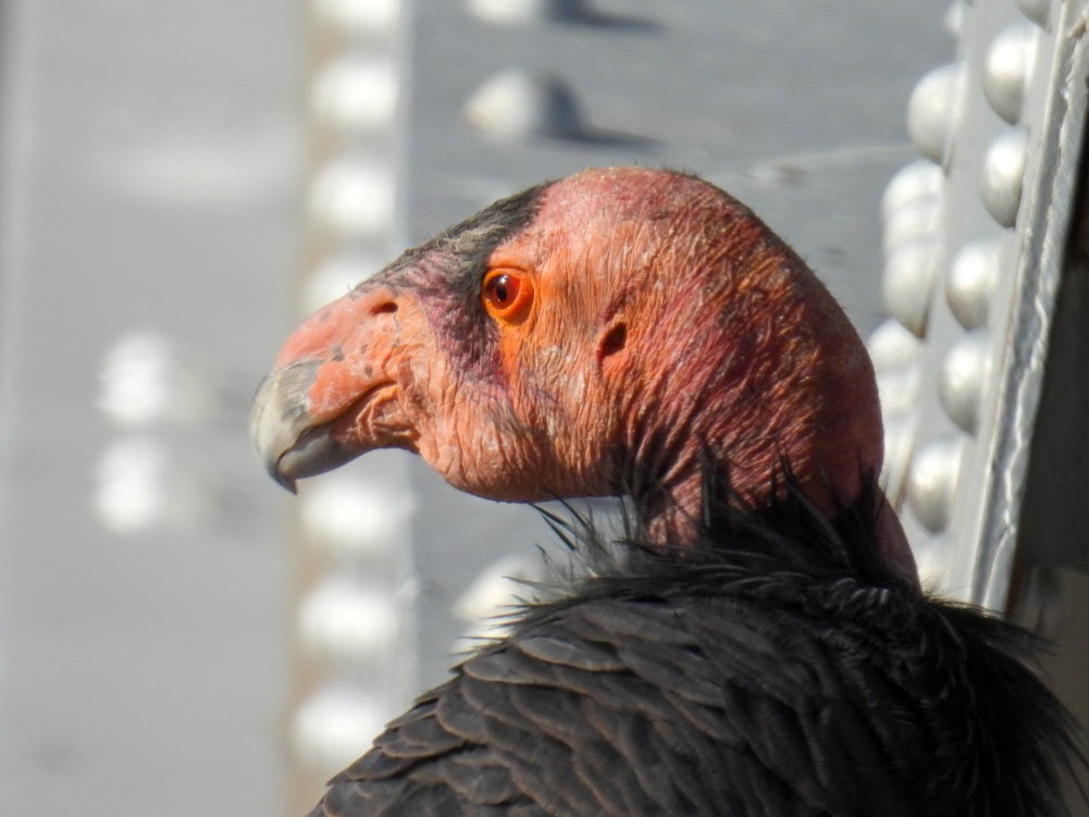 California Condor - ML645069712