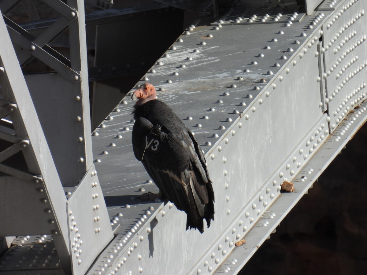 California Condor - ML645069713