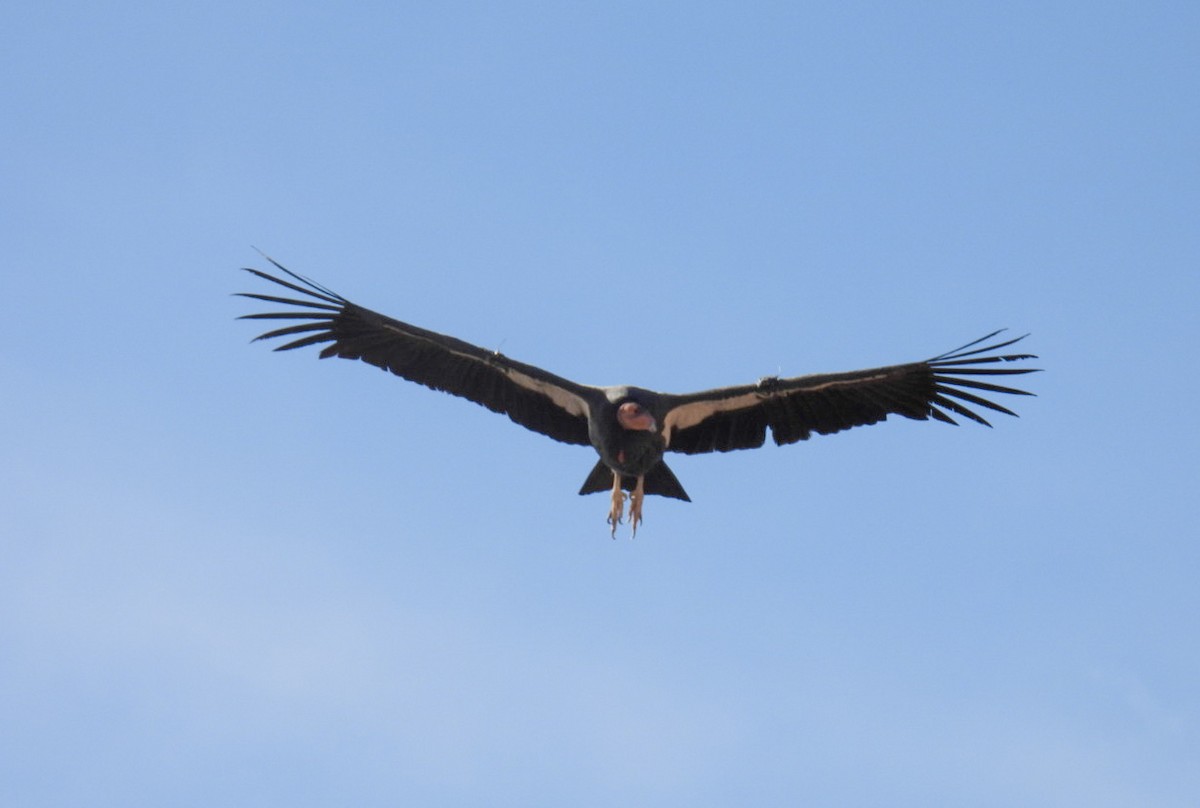 California Condor - ML645069714
