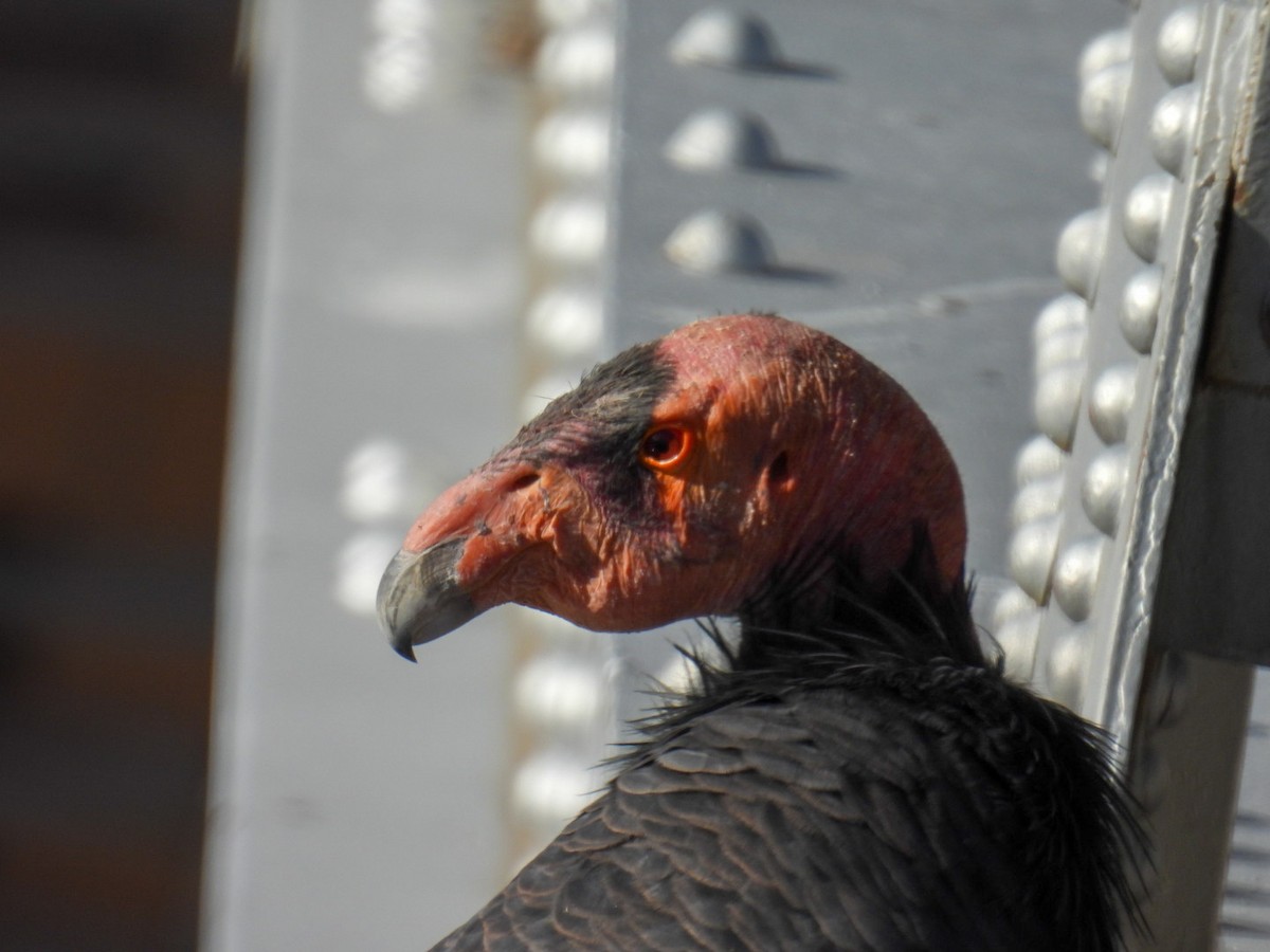 California Condor - ML645069715