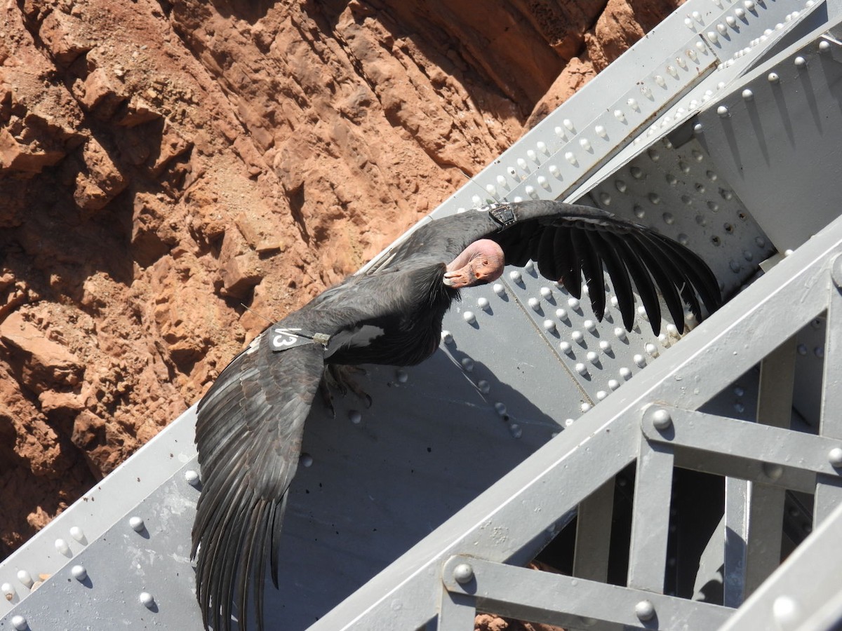 California Condor - ML645069716
