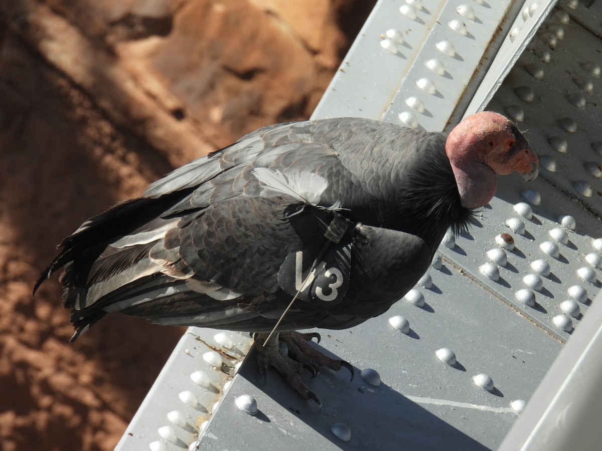 California Condor - ML645069717