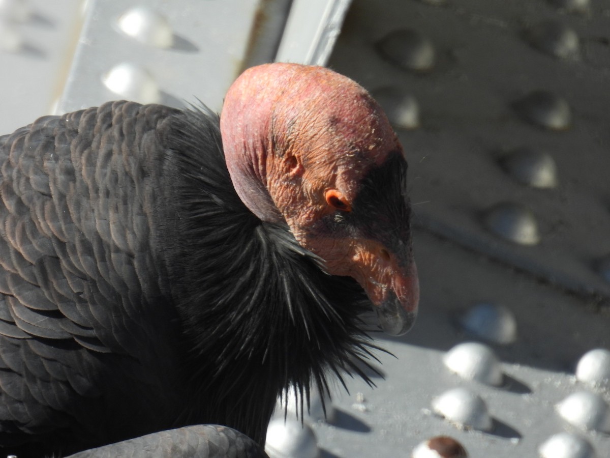 California Condor - ML645069718