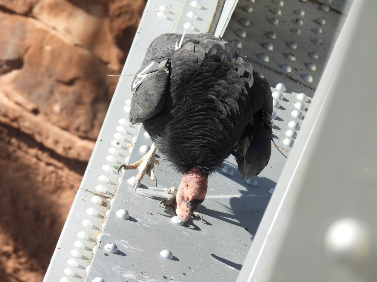 California Condor - ML645069719