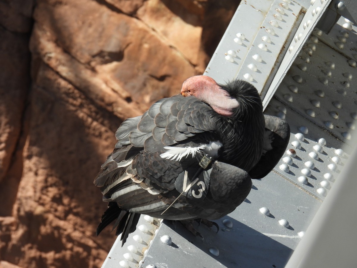 California Condor - ML645069720