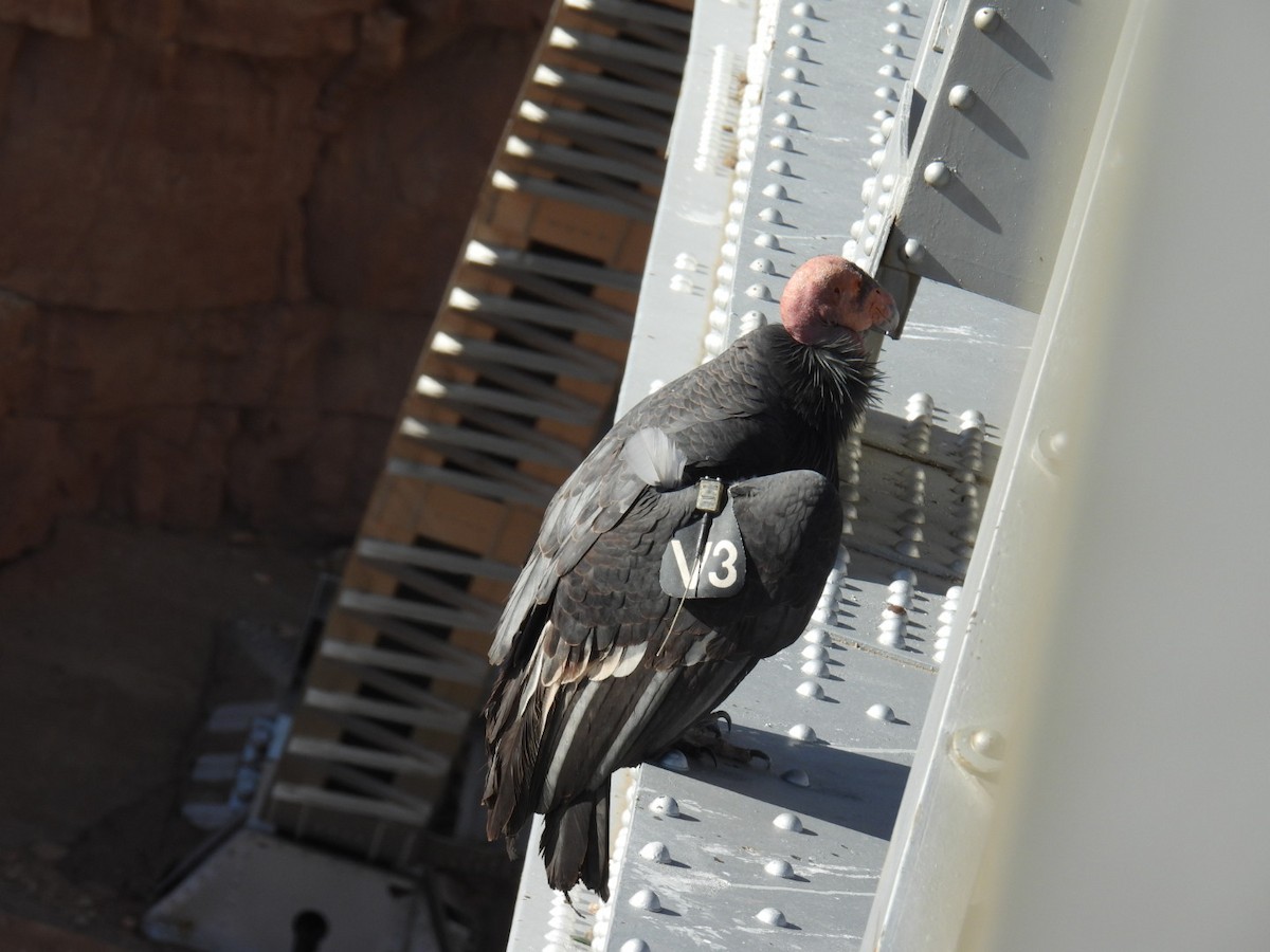 California Condor - ML645069721