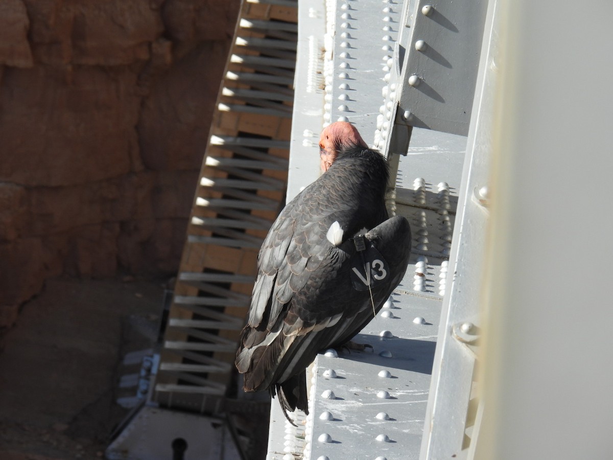 California Condor - ML645069722