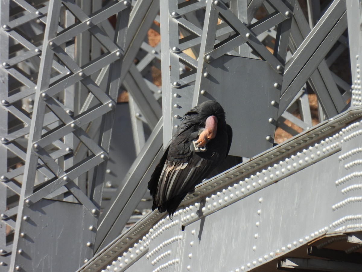 California Condor - ML645069723