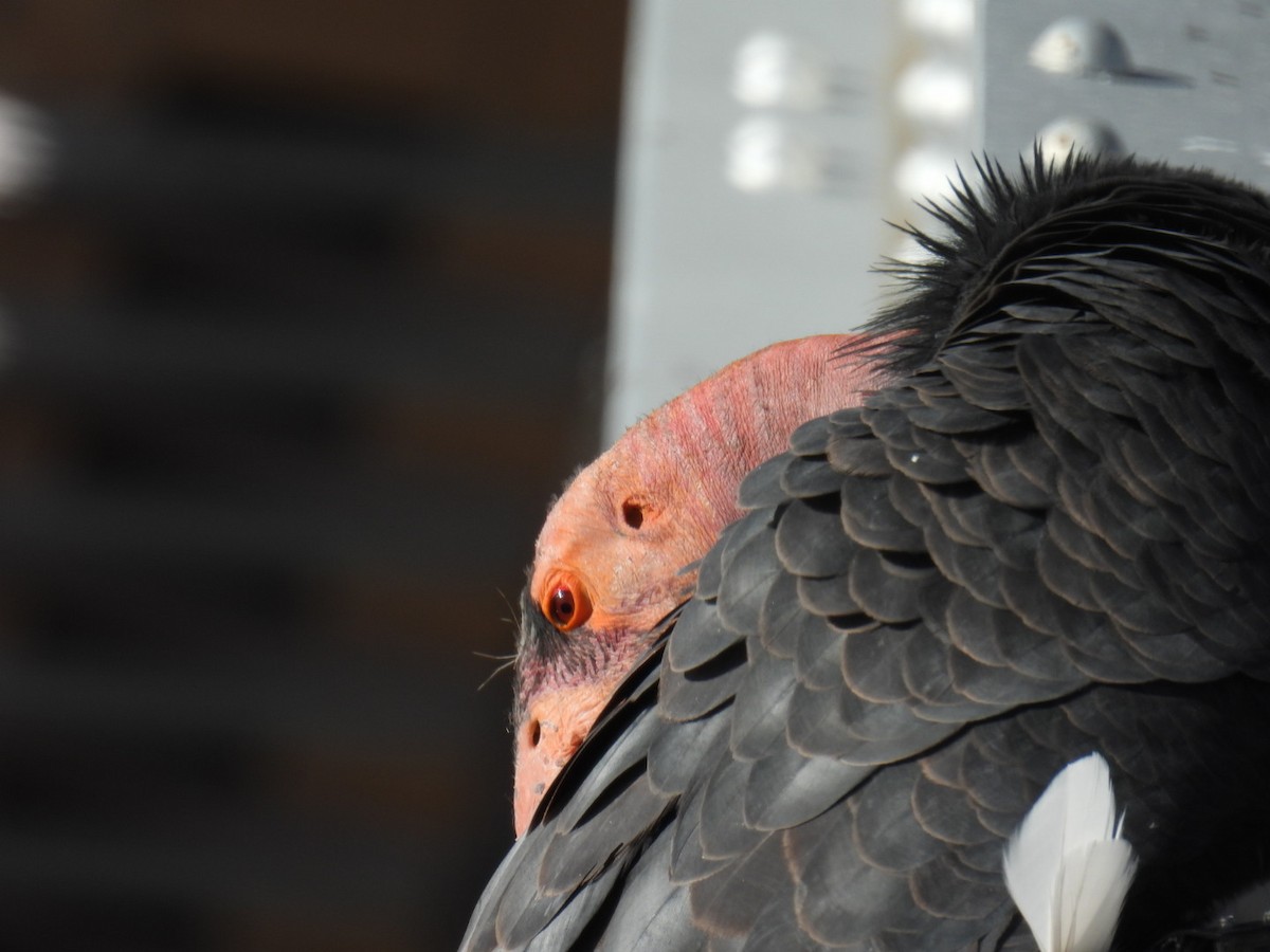 California Condor - ML645069724