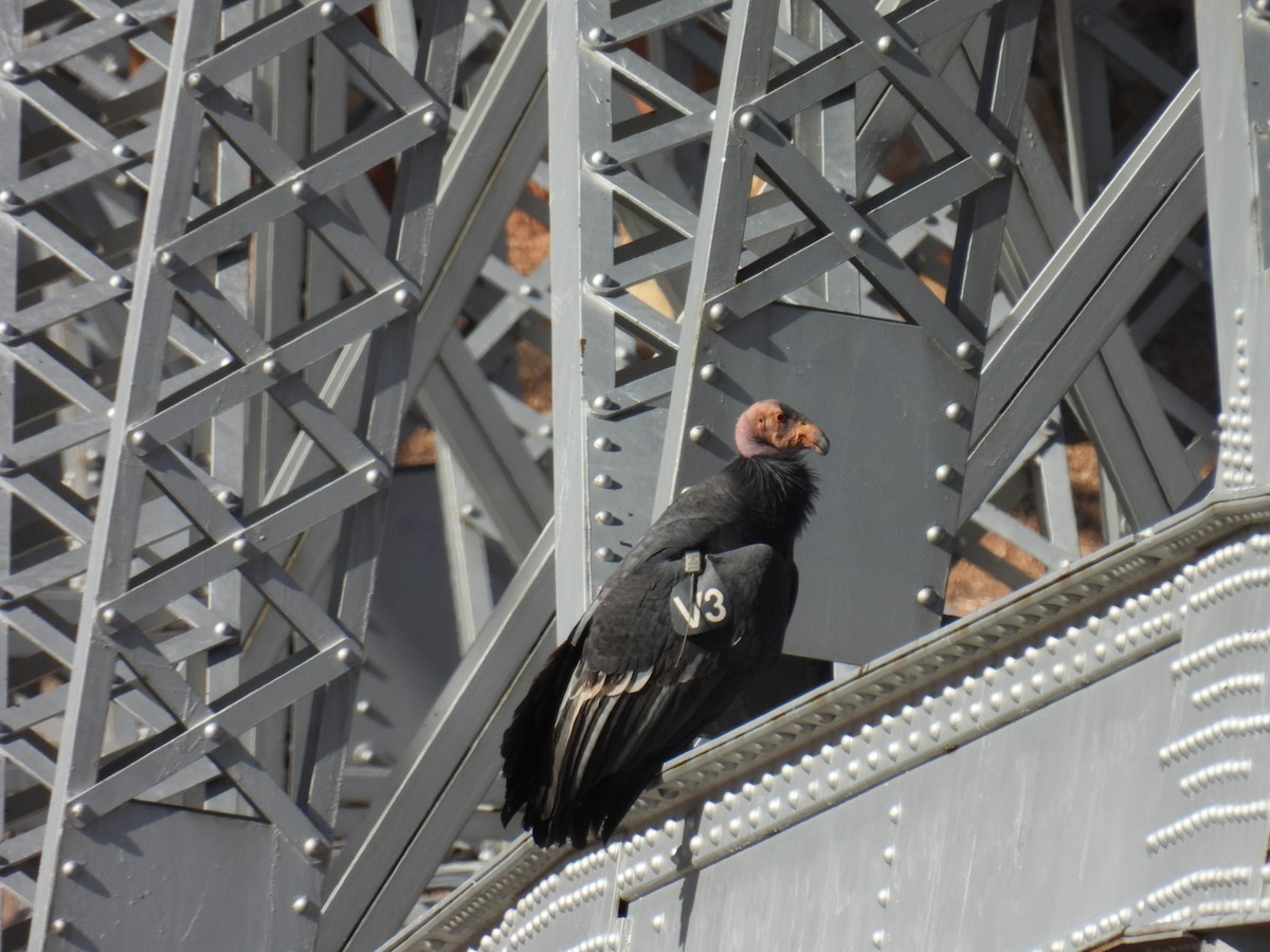 California Condor - ML645069725