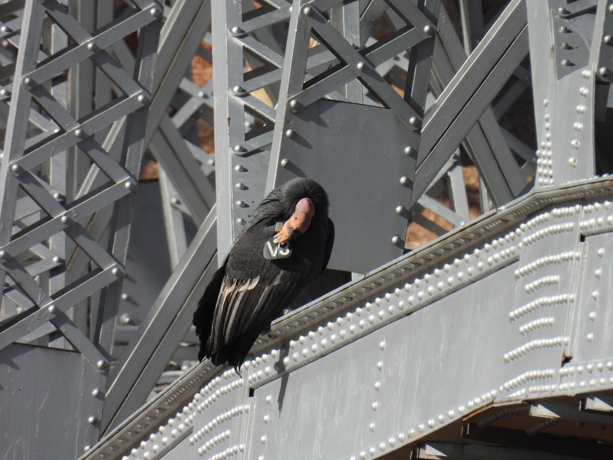 California Condor - ML645069726