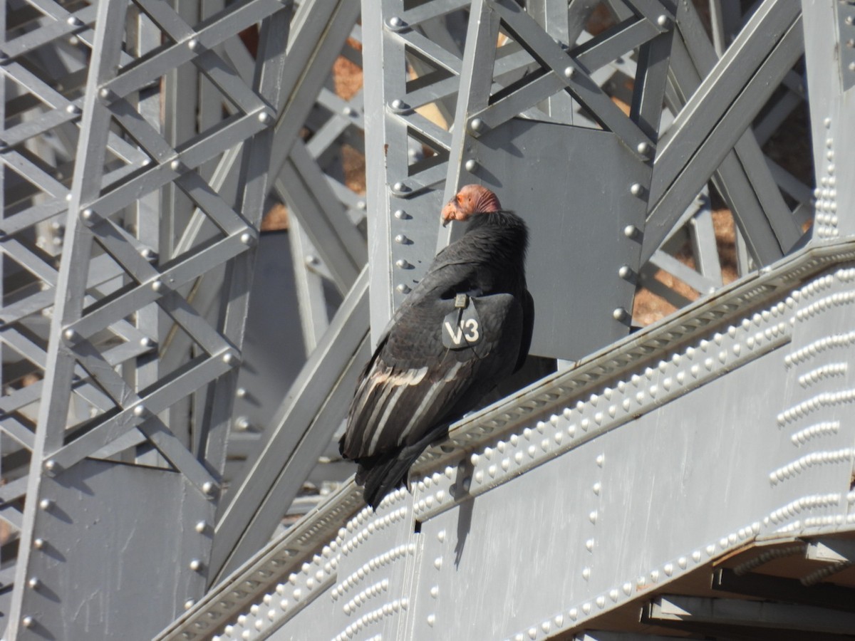 California Condor - ML645069727