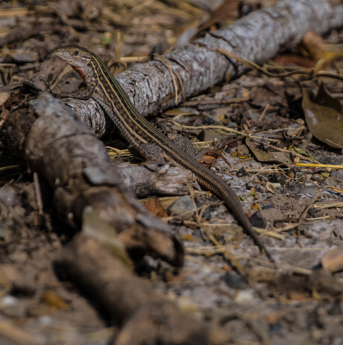 Texas Spotted Whiptail - ML645069732