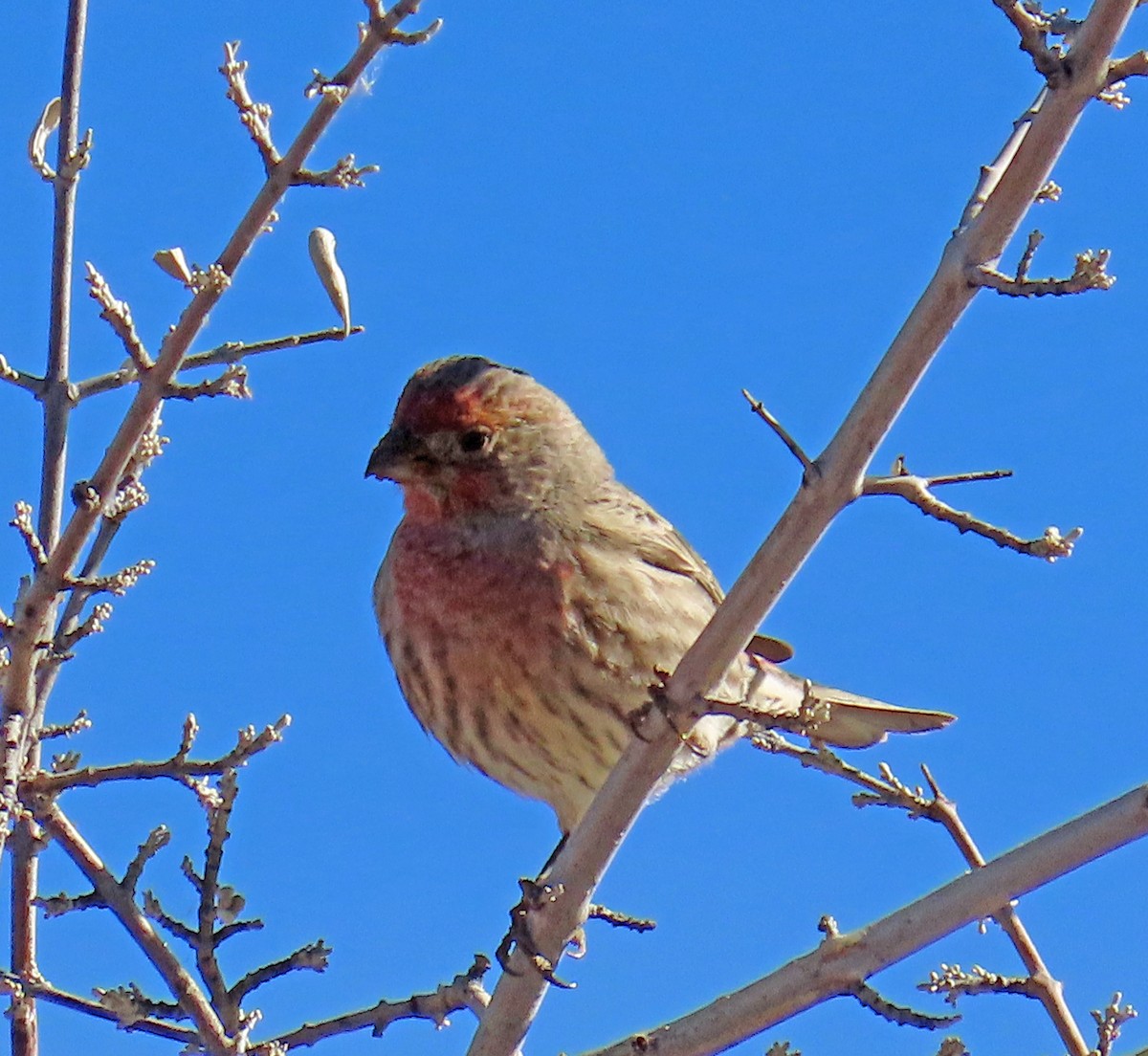 House Finch - ML645069735