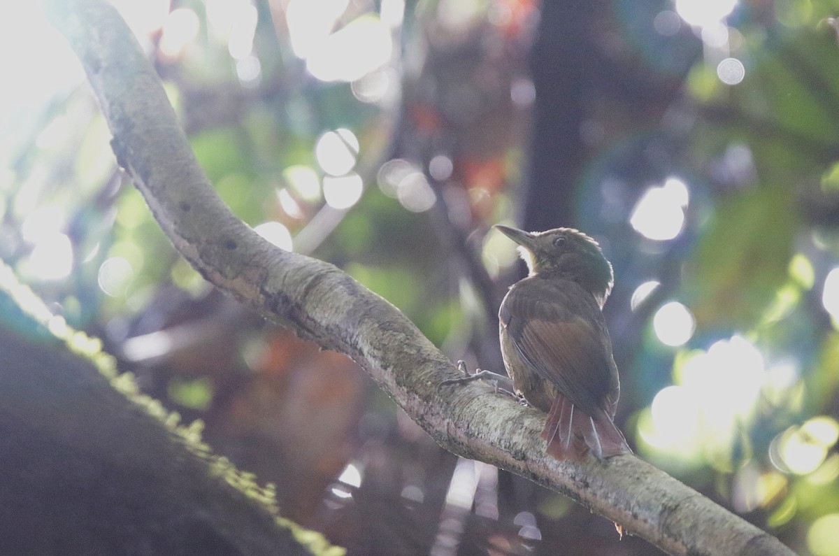 Hellschwingen-Baumsteiger - ML645069737