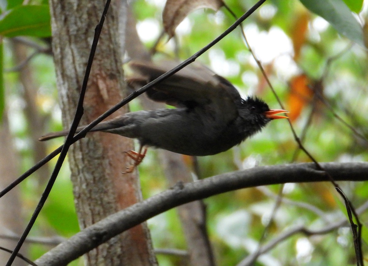 Malagasy Bulbul - ML645069739