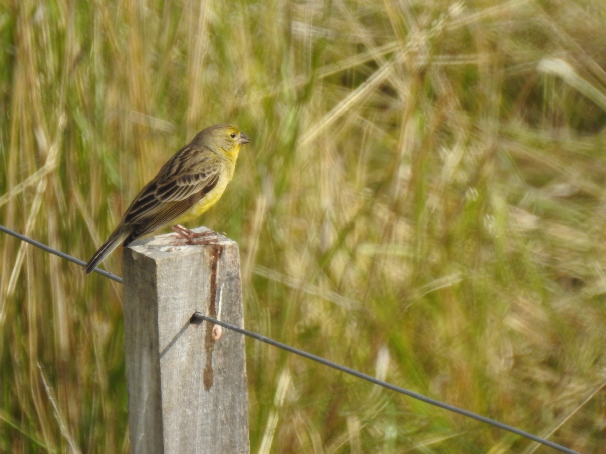 Kurzschnabel-Gilbtangare - ML645069746