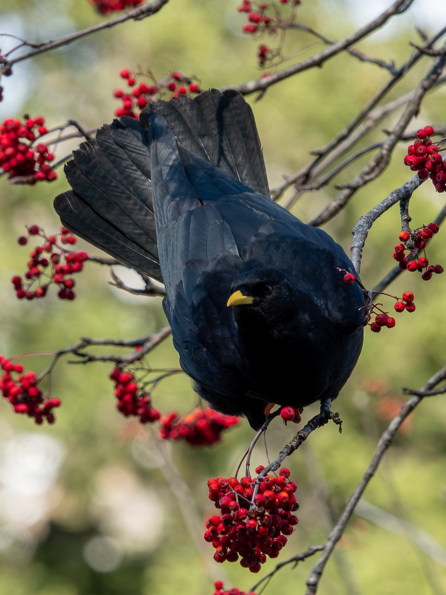 Alpendohle - ML645069750